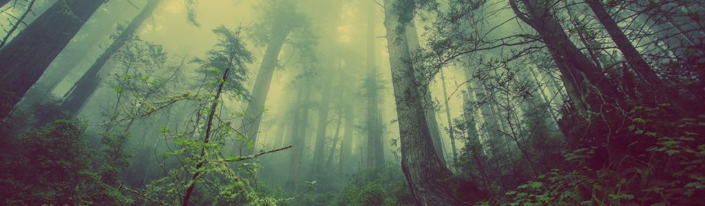 forest-931706_1920 forest-931706_1920